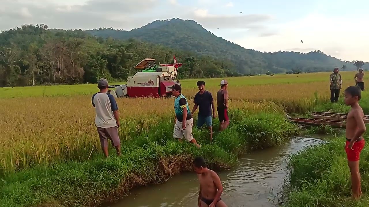Panen padi🤙🤙🤙🤙🤙