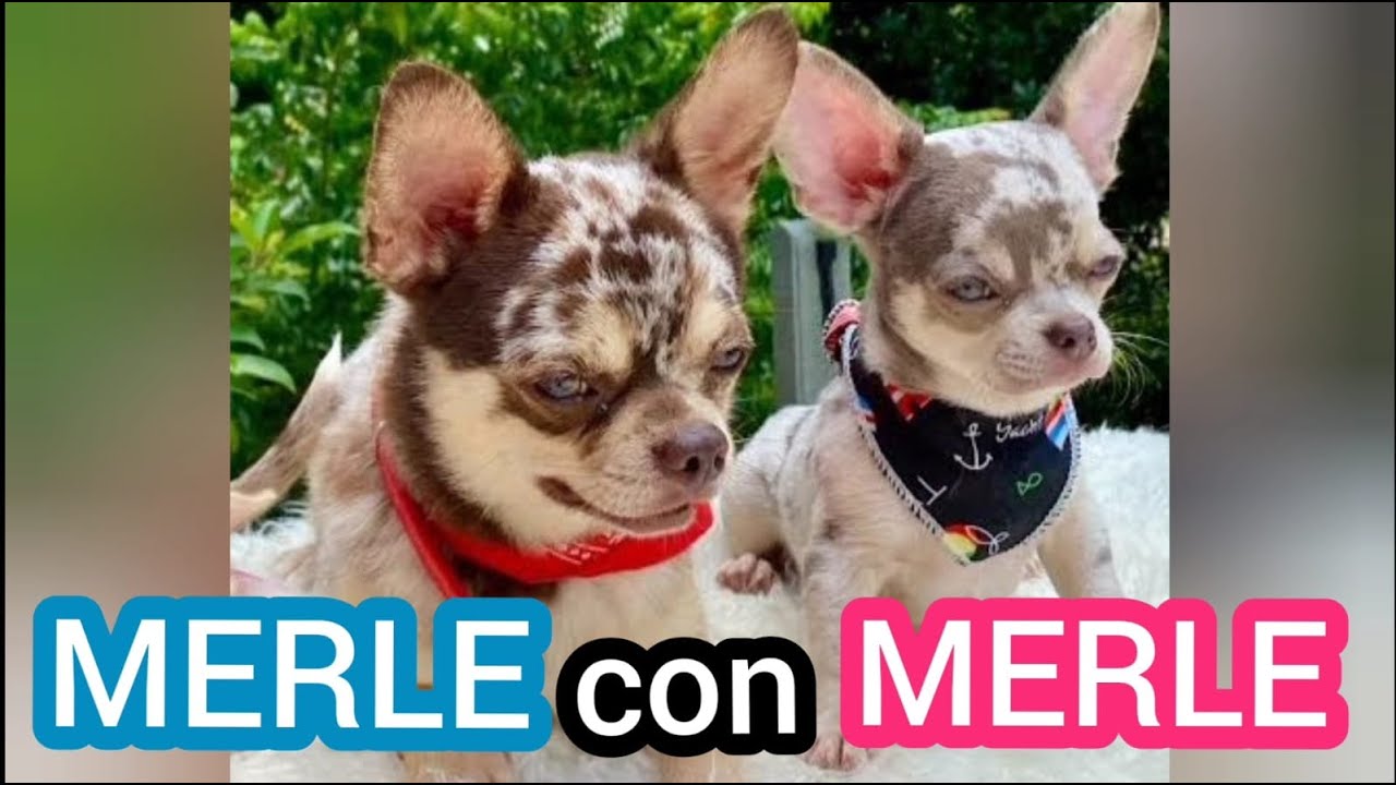 🧬 ¡Nunca cruces Merle con Merle! Te explico el peligro oculto 😱