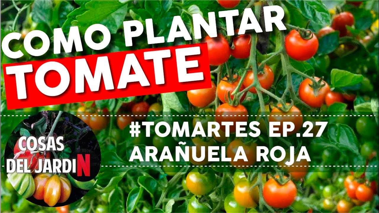 #TOMARTES EP. 27 CONTROL ARAÑUELA ROJA