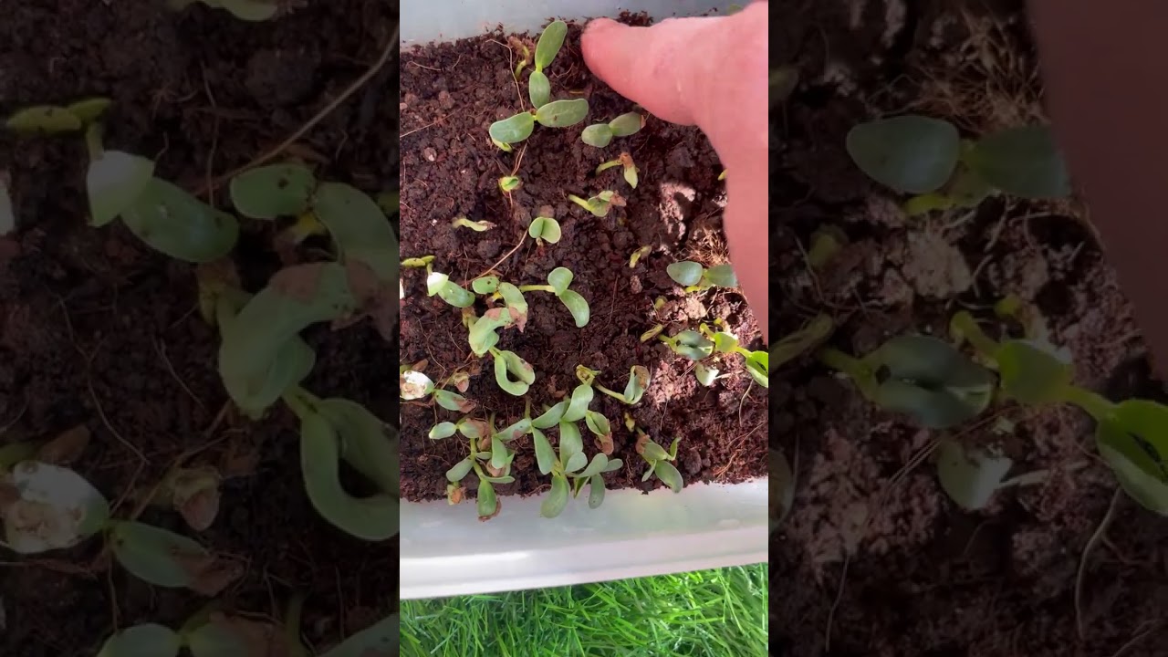 Start little with me, what? Gardening 🧑‍🌾 