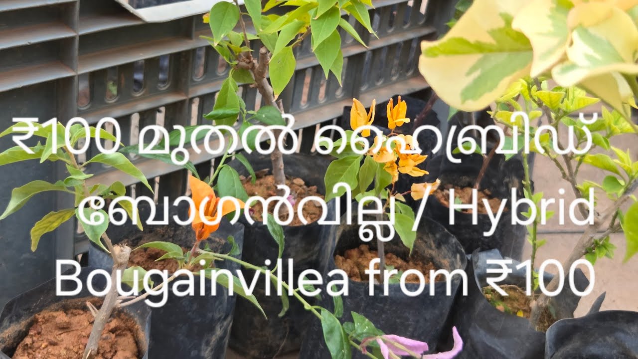 ₹100 മുതൽ ഹൈബ്രിഡ് ബോഗൻവില്ല / Hybrid Bougainvillea from ₹100: 9895146999, 9747120533