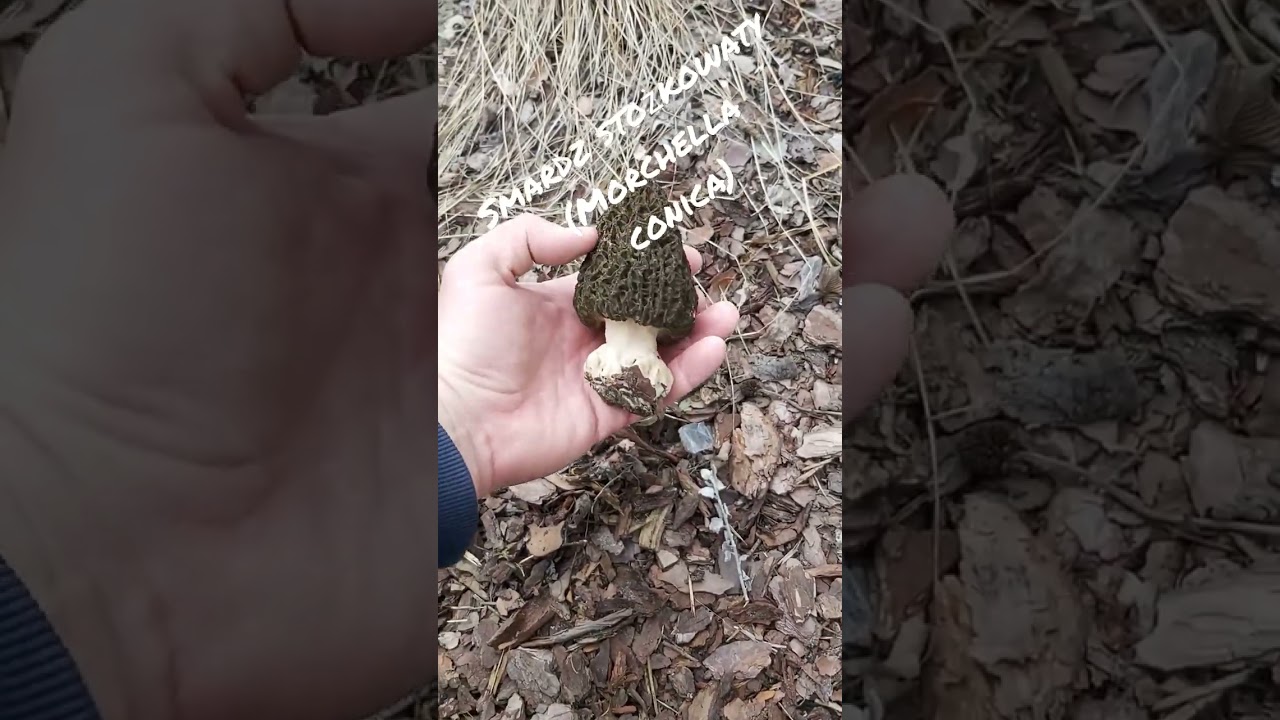 Smardz stożkowaty Morchella conica #shorts #grzybyjadalne #świętokrzyskie #ostrowiecświętokrzyski