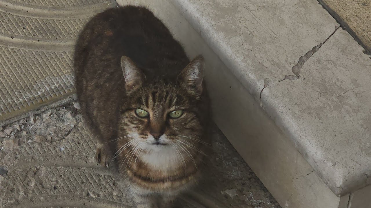 Stray cats in the Sea Garden got plenty of food and are happy purring