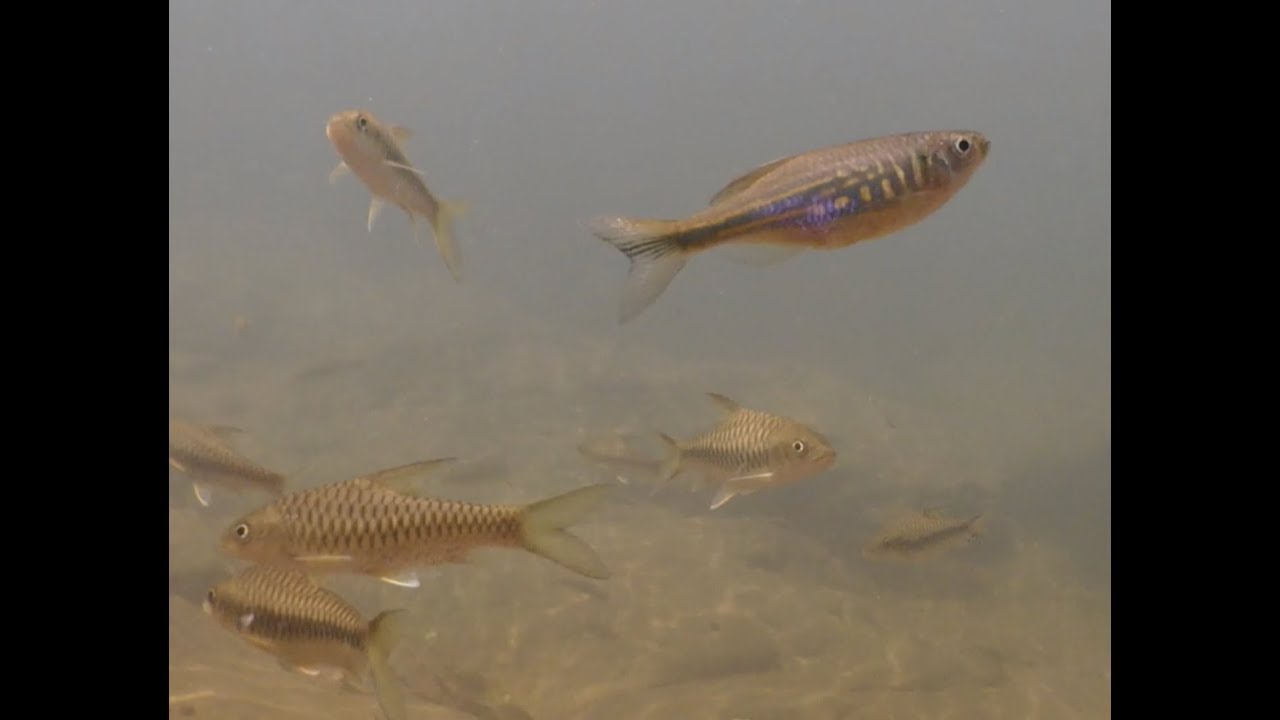 Freshwater Life in Sri Lanka (Dawkinsia)