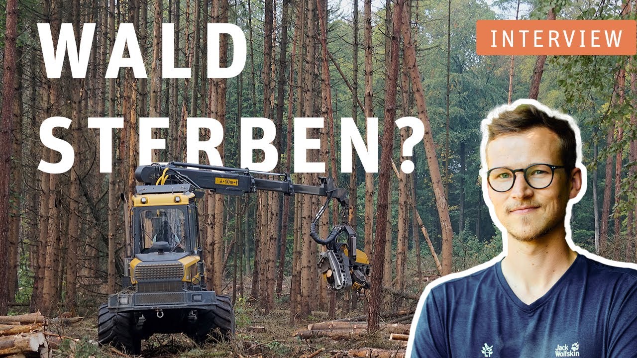 WALDSTERBEN: Satelliten zeigen Verlust im deutschen Baumbestand - Interview mit Dr. Thonfeld vom DLR