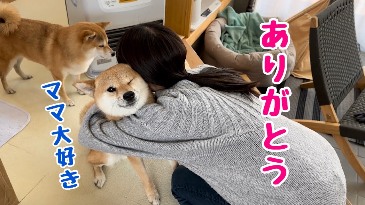 ママへのサプライズが成功し褒められて嬉しくなっちゃう柴犬が可愛い
