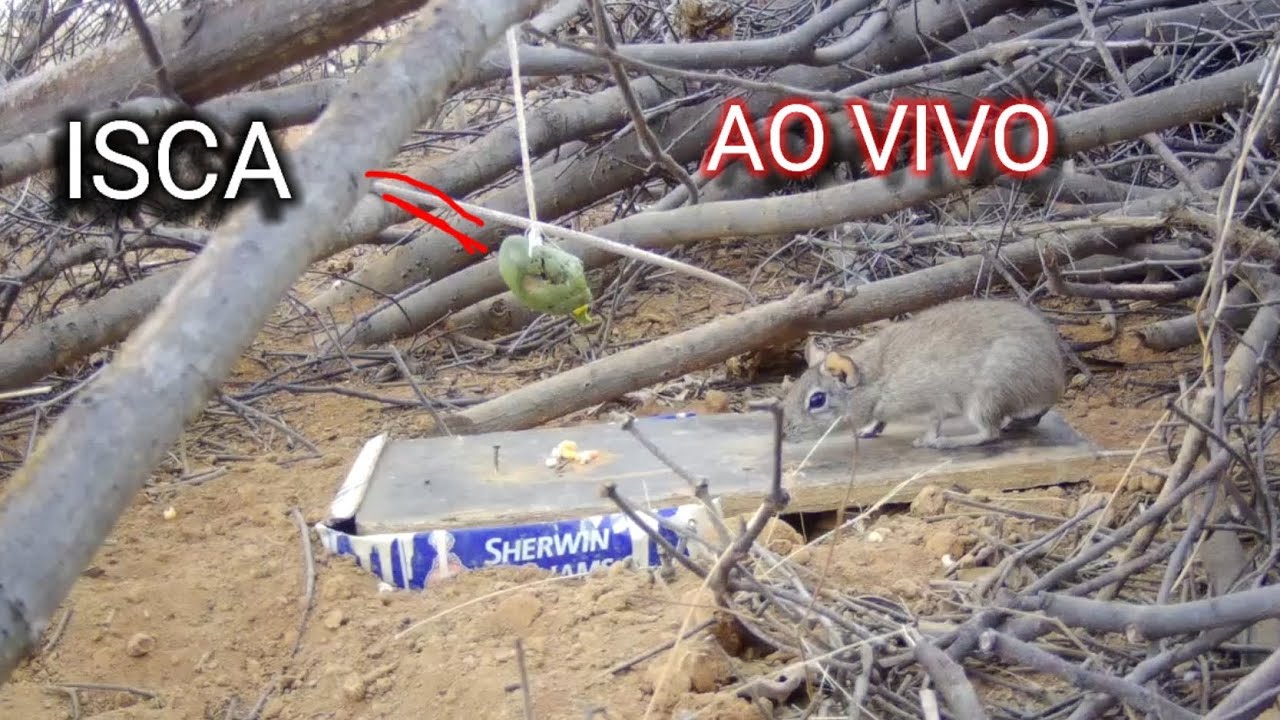 PEGANDO PRE&Aacute; AO VIVO NO FOJO OLHA O QUE ACONTECEU !