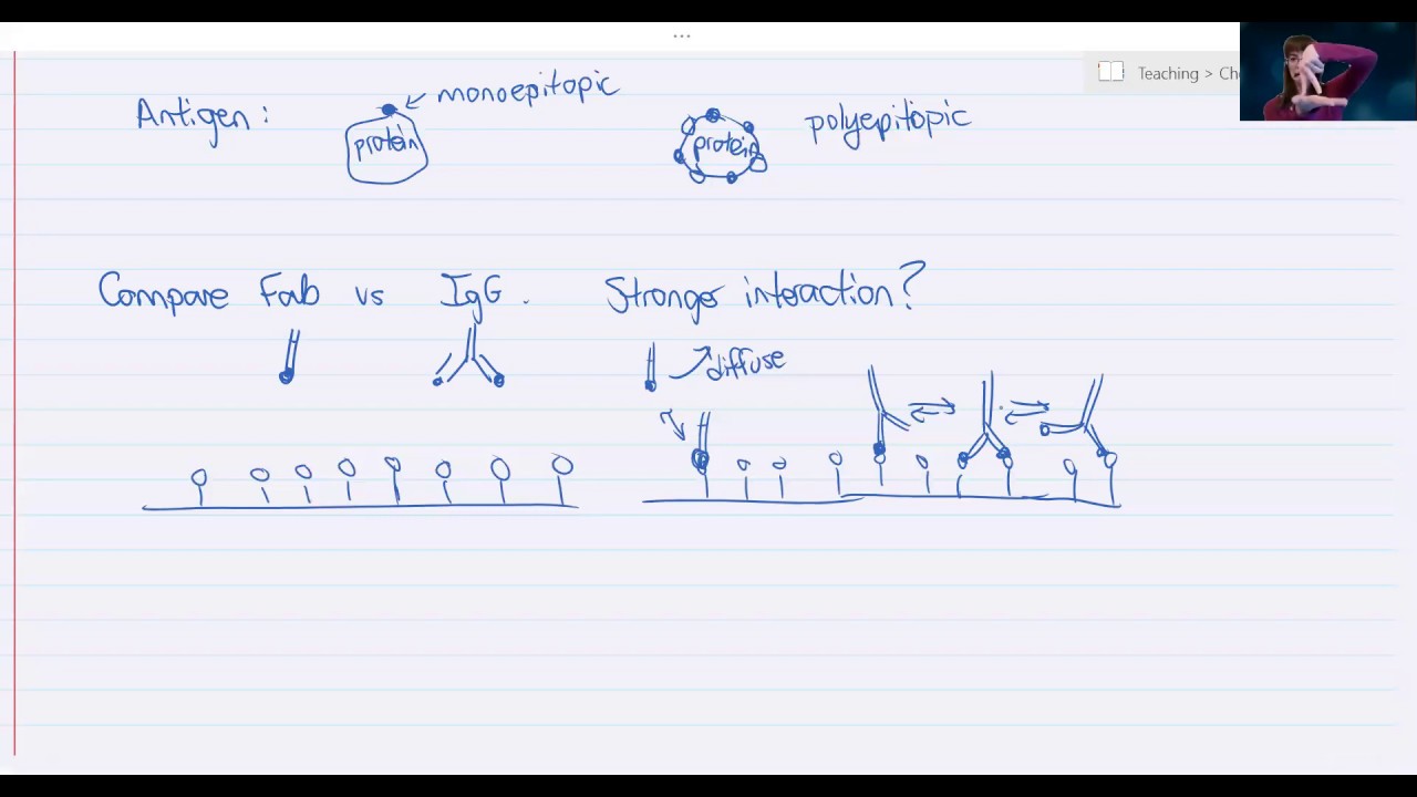 Bioanalytical Chemistry: Antibody Avidity & Multivalency
