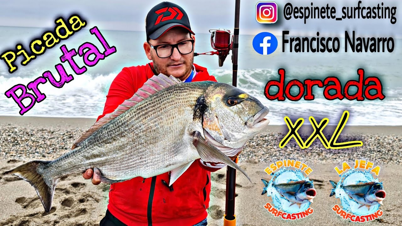 🔴 otro fin de semana y la volvimos a liar con esta Dorada XxL sargos y herreras a Surfcasting 🔴