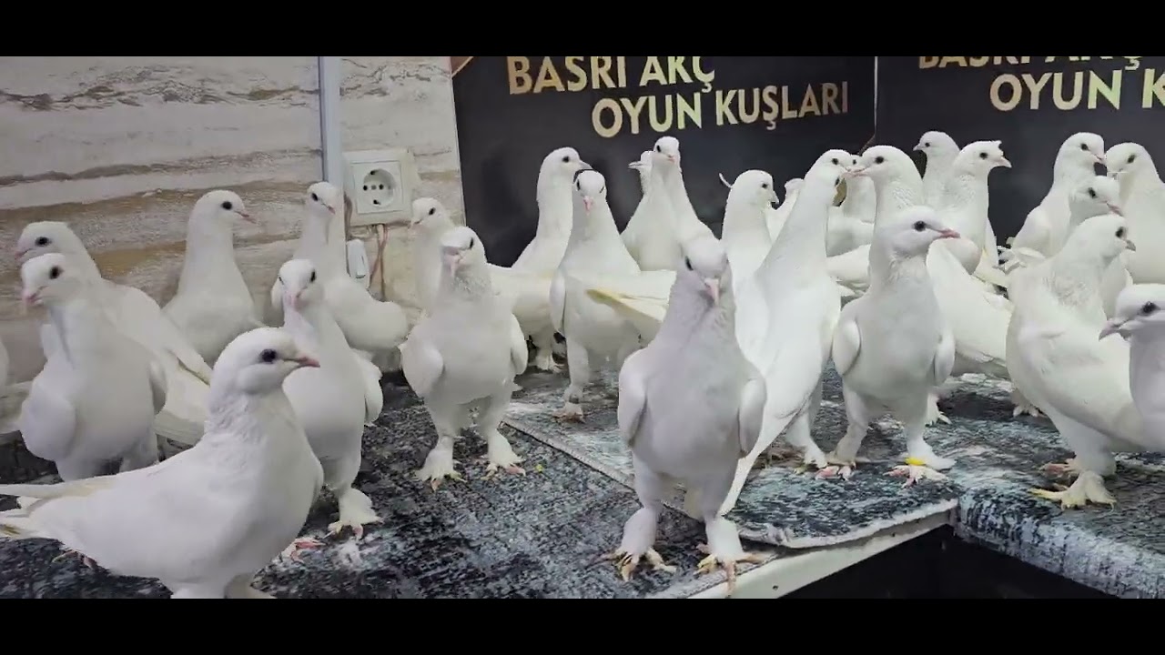 Cumartesi  20 30 da sizlerleyiz dostlar.
