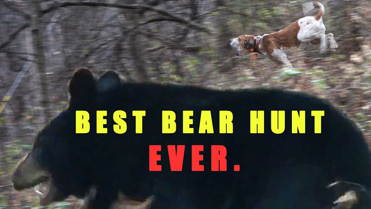 MOST EXITING BEAR HUNT EVER!