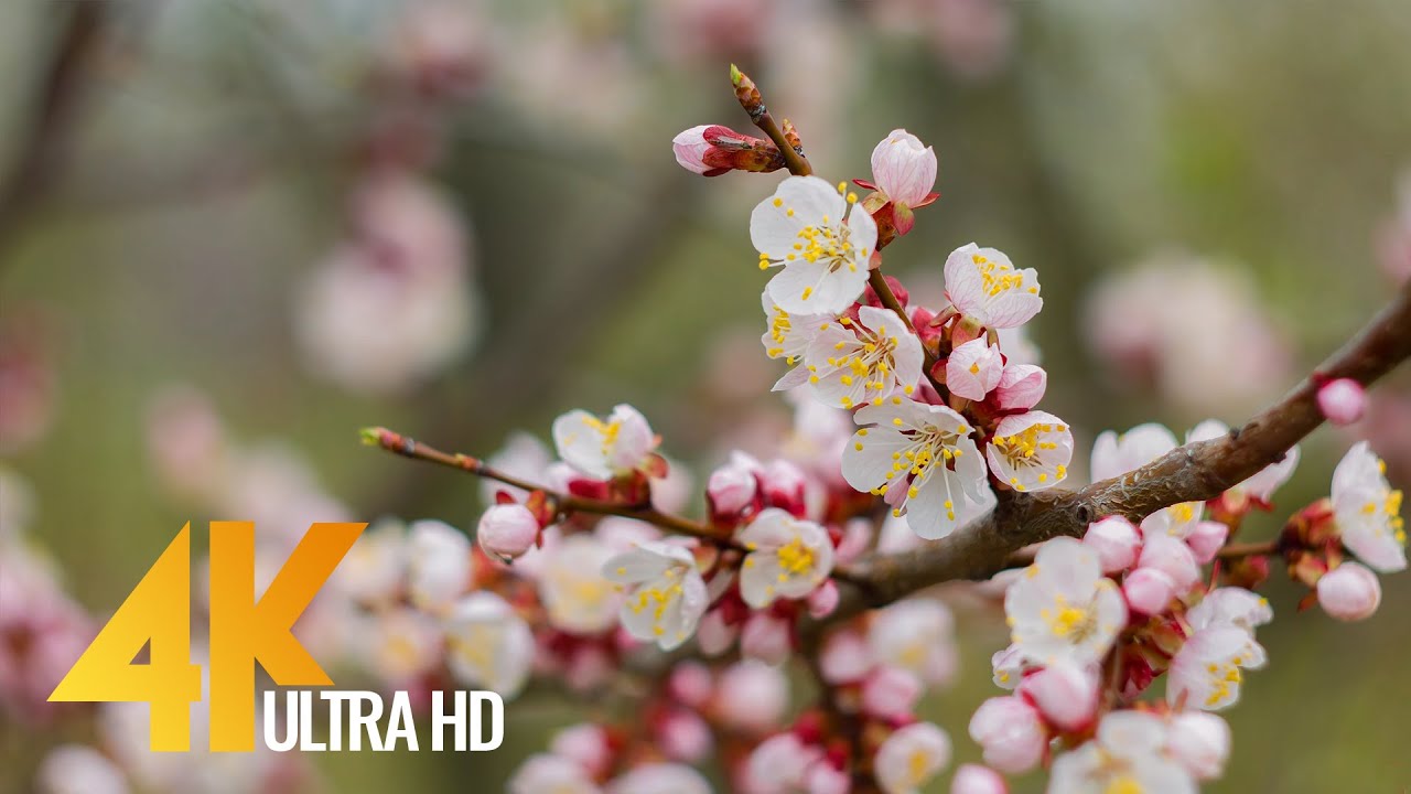 Apricot Tree Blossoms - Short Preview