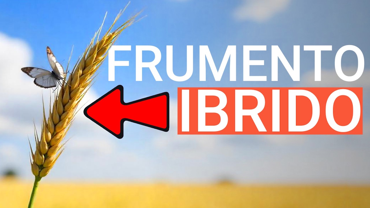 RIVOLUZIONE!! Come funziona il FRUMENTO IBRIDO di RV Venturoli?