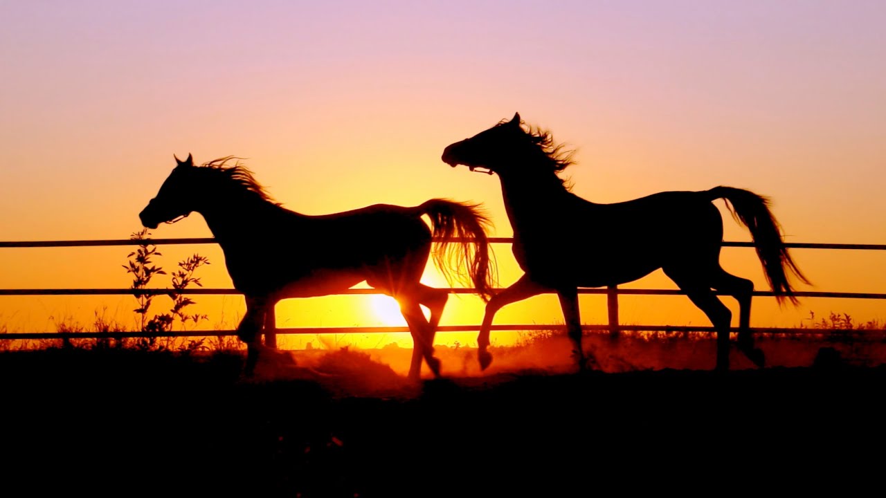 DRESSAGE FONTE ABETI - Spot