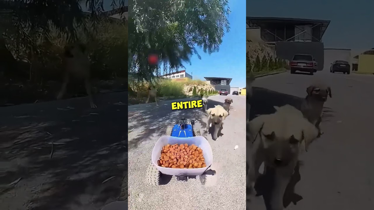 These Stray Dogs Were Hungry Until This Car Arrived!