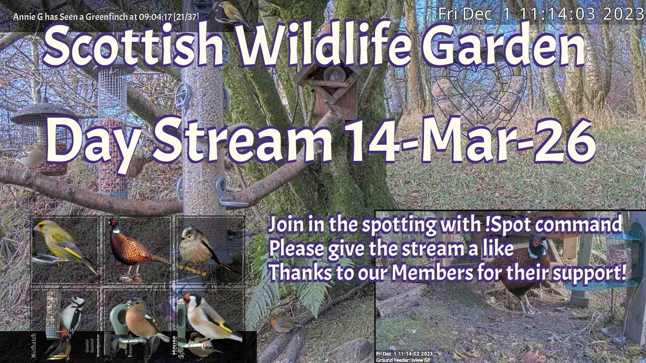 LIVE 🔴 Bird Feeders, Wildlife Cameras Scotland UK from Scottish Wildlife Garden
