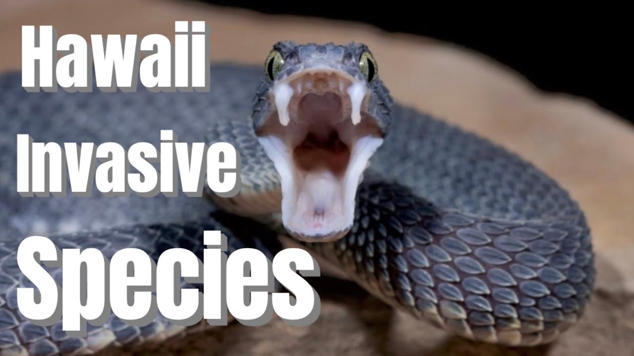 Hawaii’s Invasive Species Problem Explained