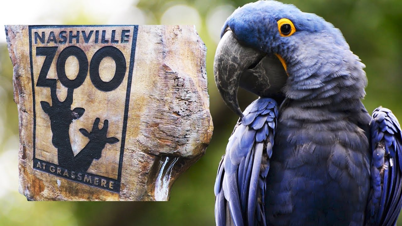 Nashville Zoo Animal Tour
