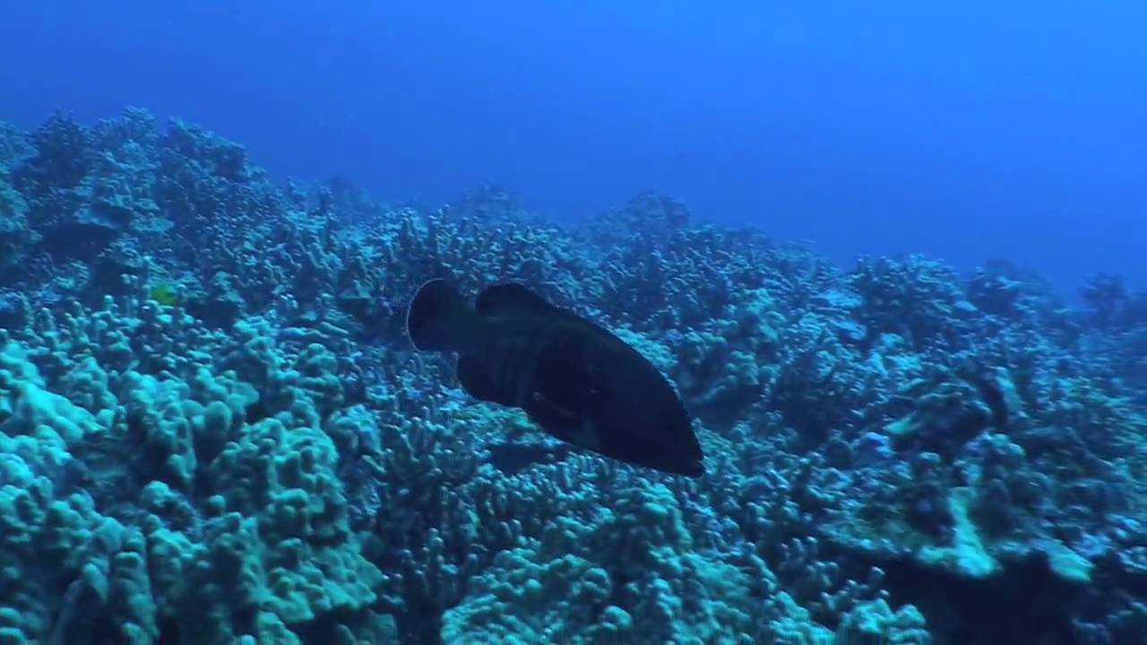 6/1/09 Scuba Diving Hanauma Bay -  The Outer Reef