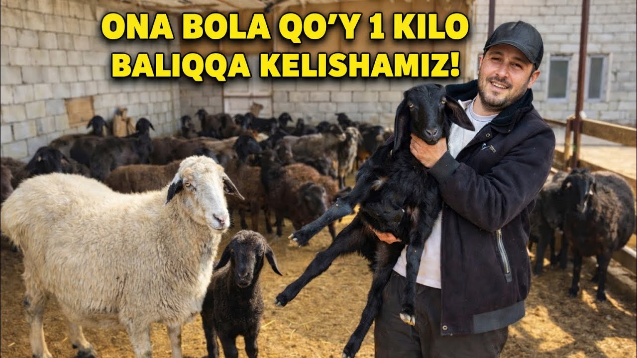 ONA  BOLA QO’YLAR 