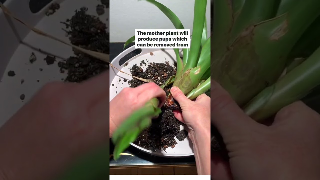 Bromeliad Plant Propagation 