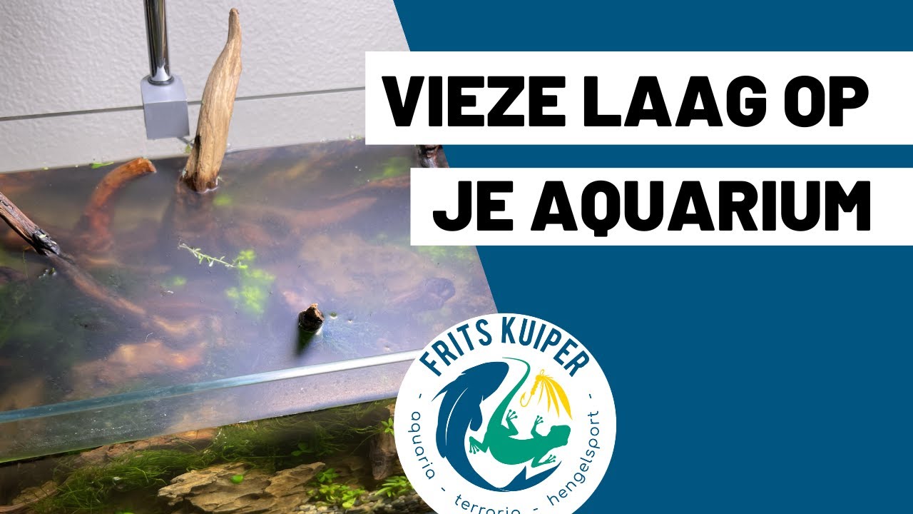 Kaamlaag aquarium | Hoe kom je er vanaf?