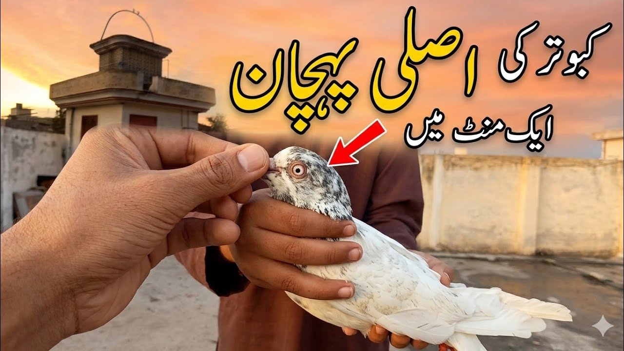 Kabootar ki Asli Pehchaan | Sirf Aankh dekh kar pehchanein!