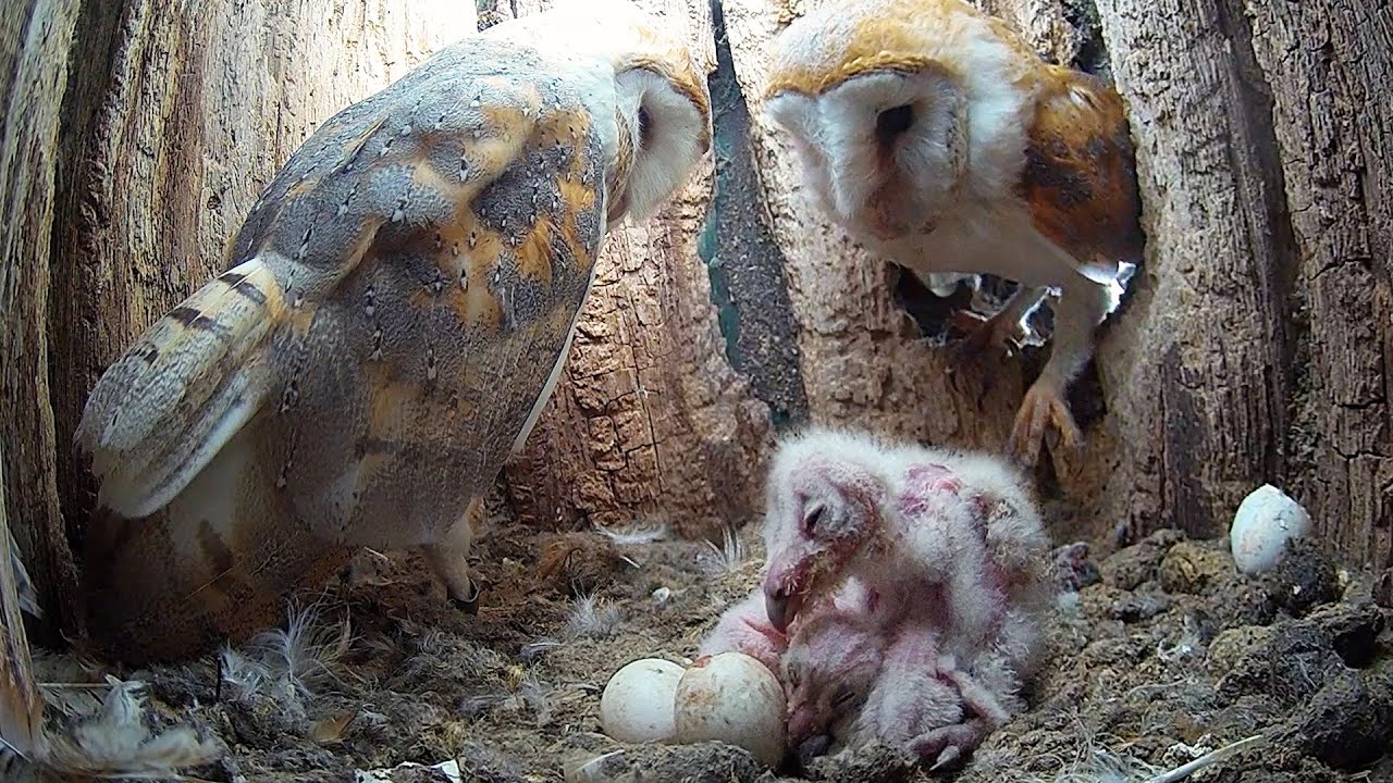 Barn Owls Begin New Family | Gylfie & Dryer | Robert E Fuller
