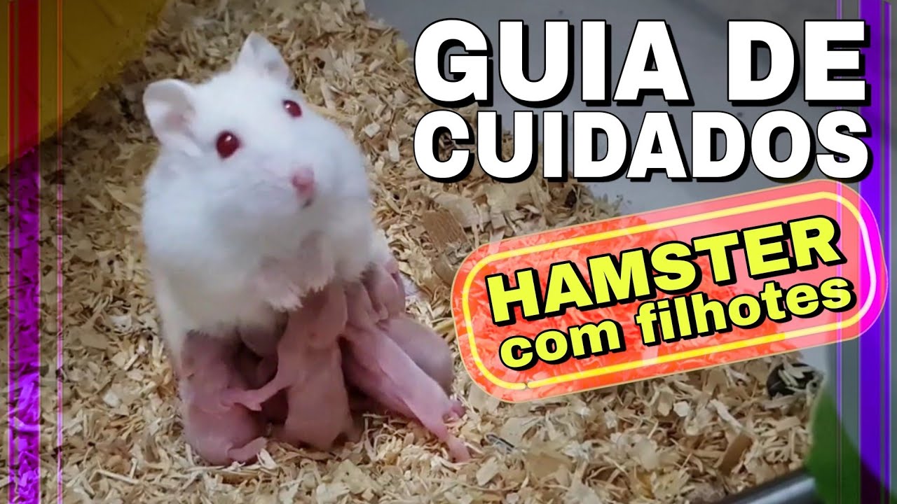 Guia Hamster com filhotes | Como virar um criador