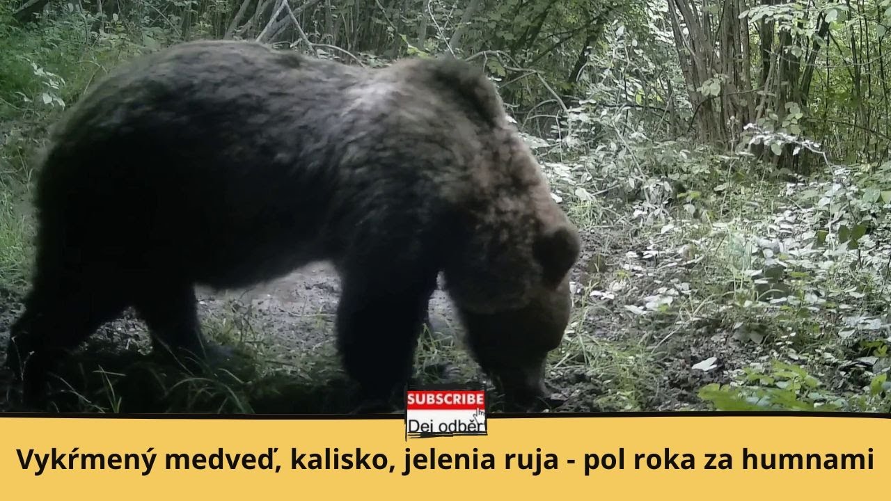 Vykŕmený medveď, kalisko, jelenia ruja 💪🐻💧🦌 Pol roka za humnami ⏳🏠