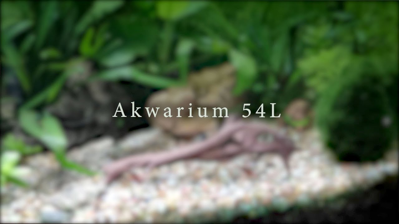 Akwarium 54L