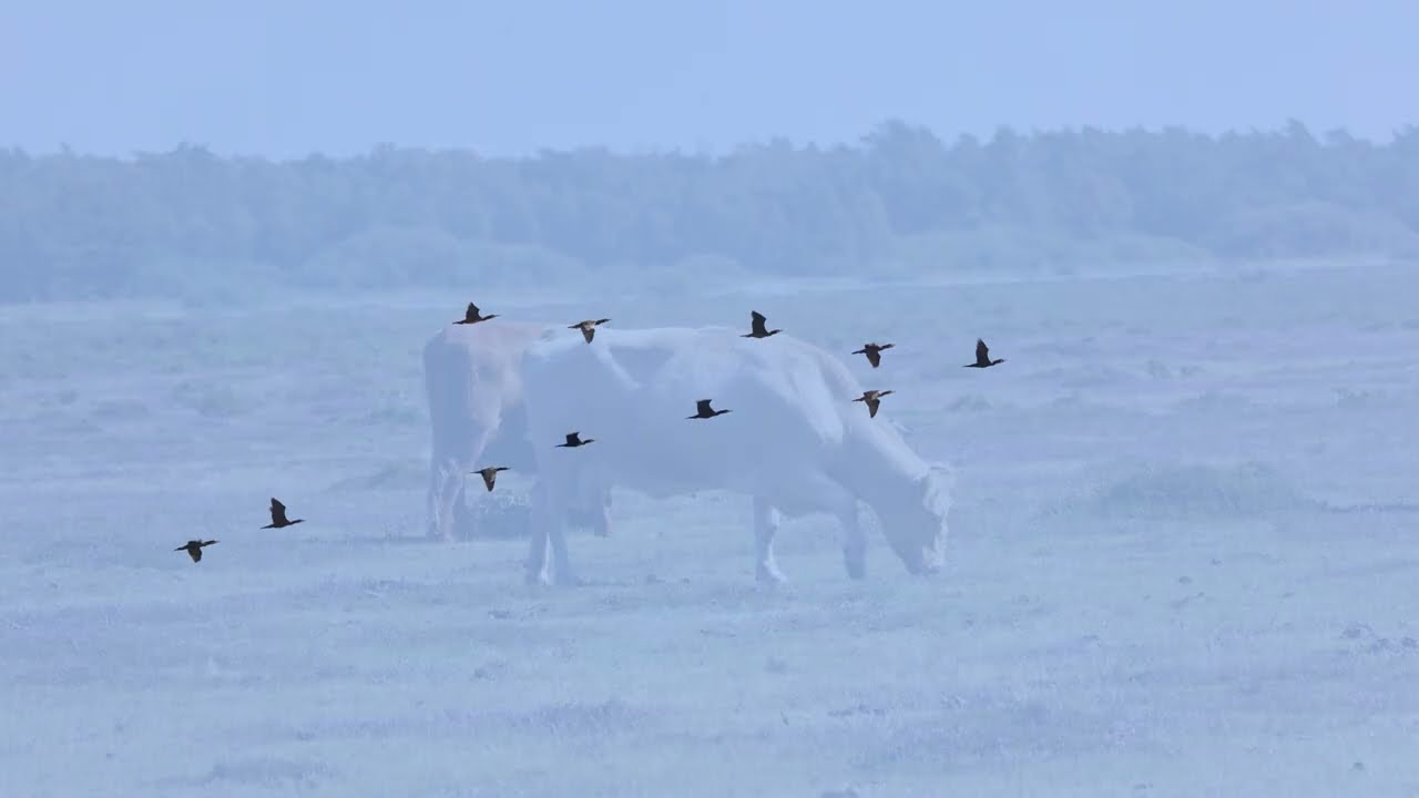 Falsterbo Ljungen Ultimo August  23