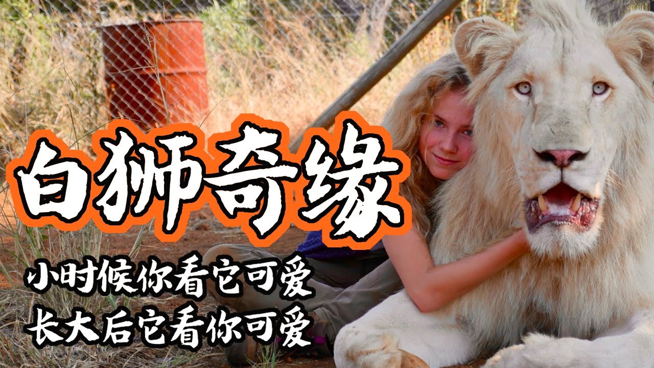《白狮奇缘》耗时3年的真实拍摄，小女孩与稀有白狮形影不离，告诉你养狮子是种什么体验，看完我也想养一只