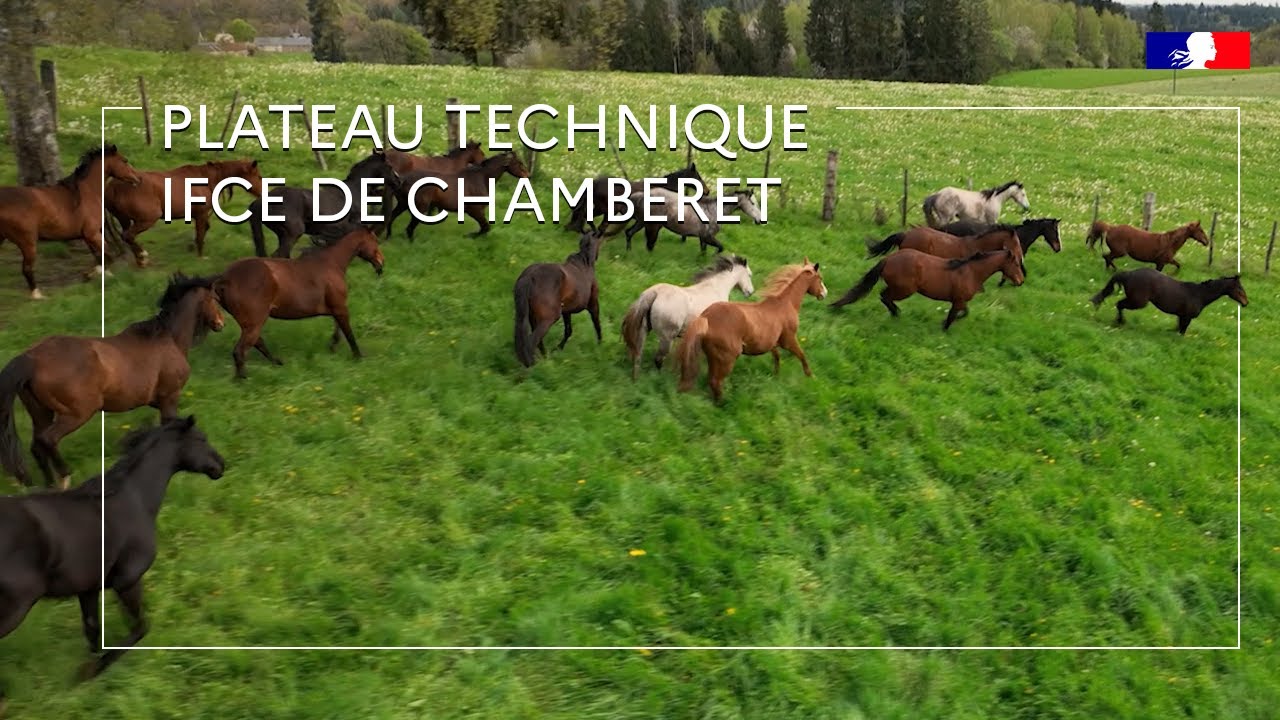 Le plateau technique IFCE de Chamberet : au cœur de la recherche équine en élevage