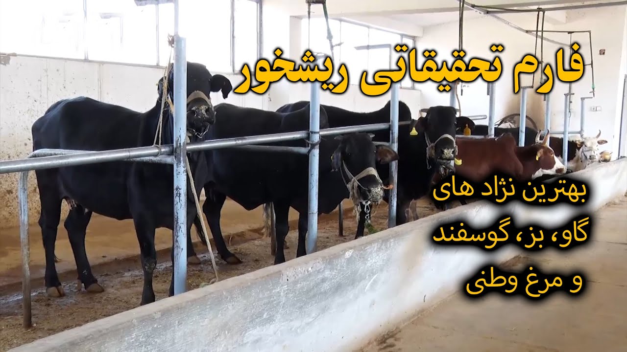 بهترین نژاد گاو و بز در افغانستان که در یک روز چهار سیر شیر میدهد.