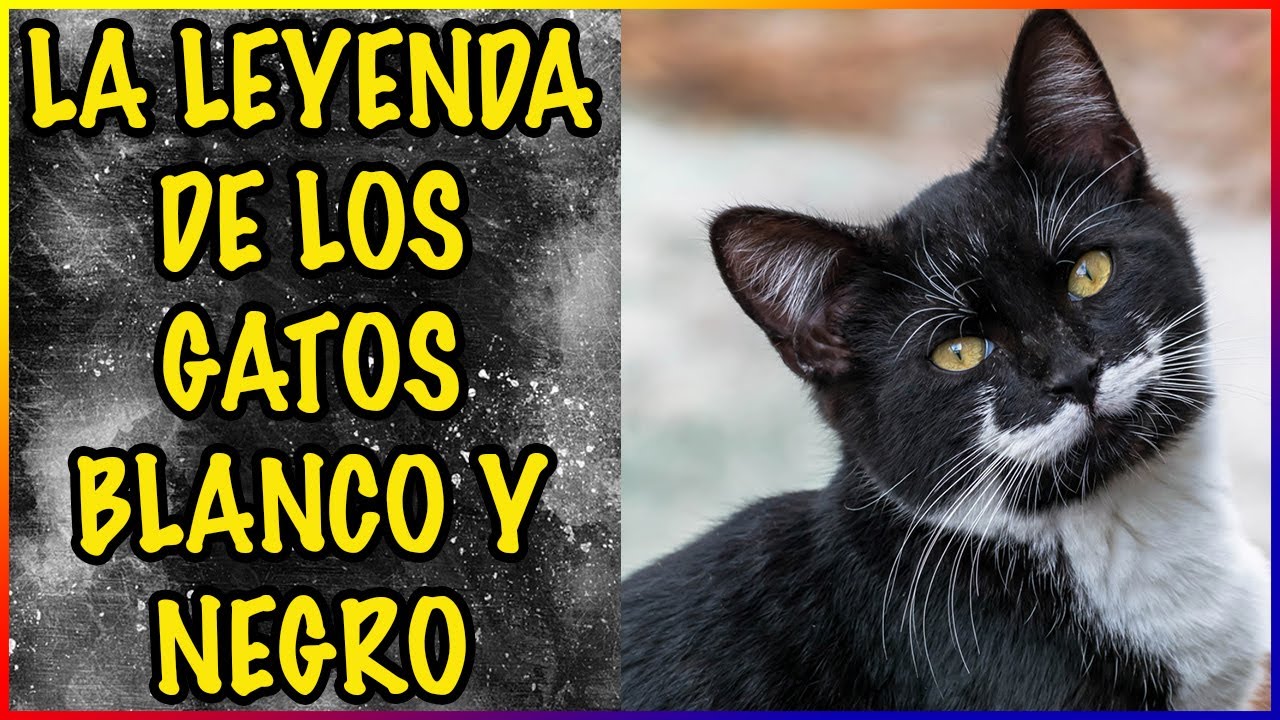 LA LEYENDA DE LOS GATOS BLANCO Y NEGRO - SiamCatChannel