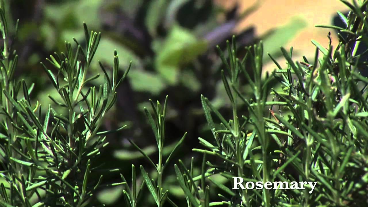 IPM: Companion Planting and Trap Crops
