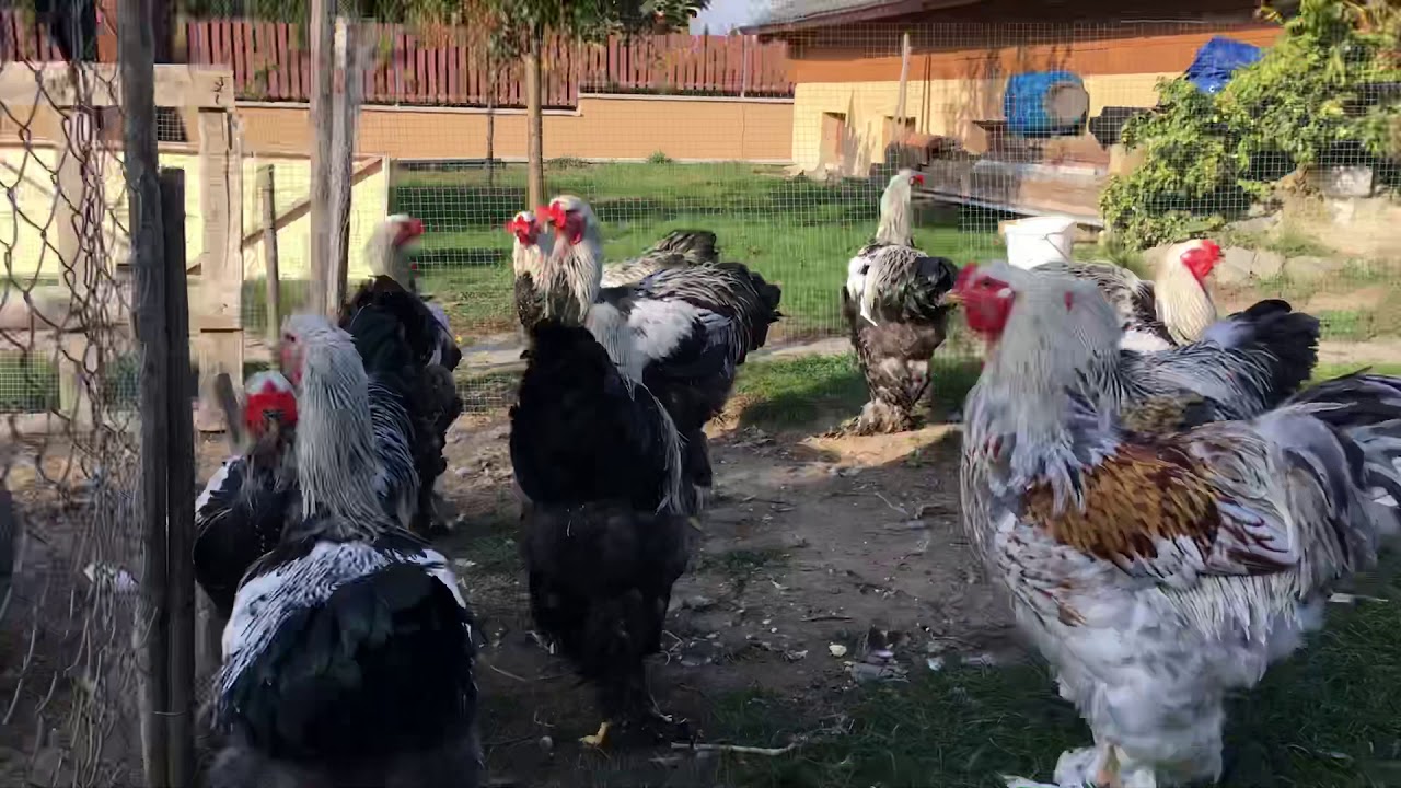 Dark(Silver Partridge), Blue Silver Orange and Splash Brahma roosters - Romania.