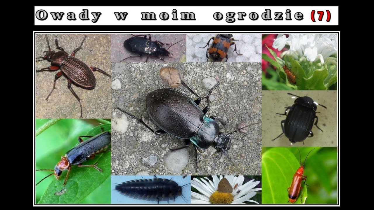 Owady w moim ogrodzie (7) – CHRZĄSZCZE:  Biegaczowate, Omomiłkowate,  Omarlicowate