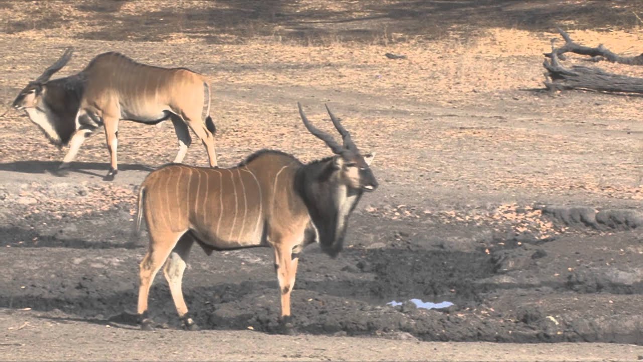 Western Derby´s Eland (Taurotragus derbianus derbianus) Parade