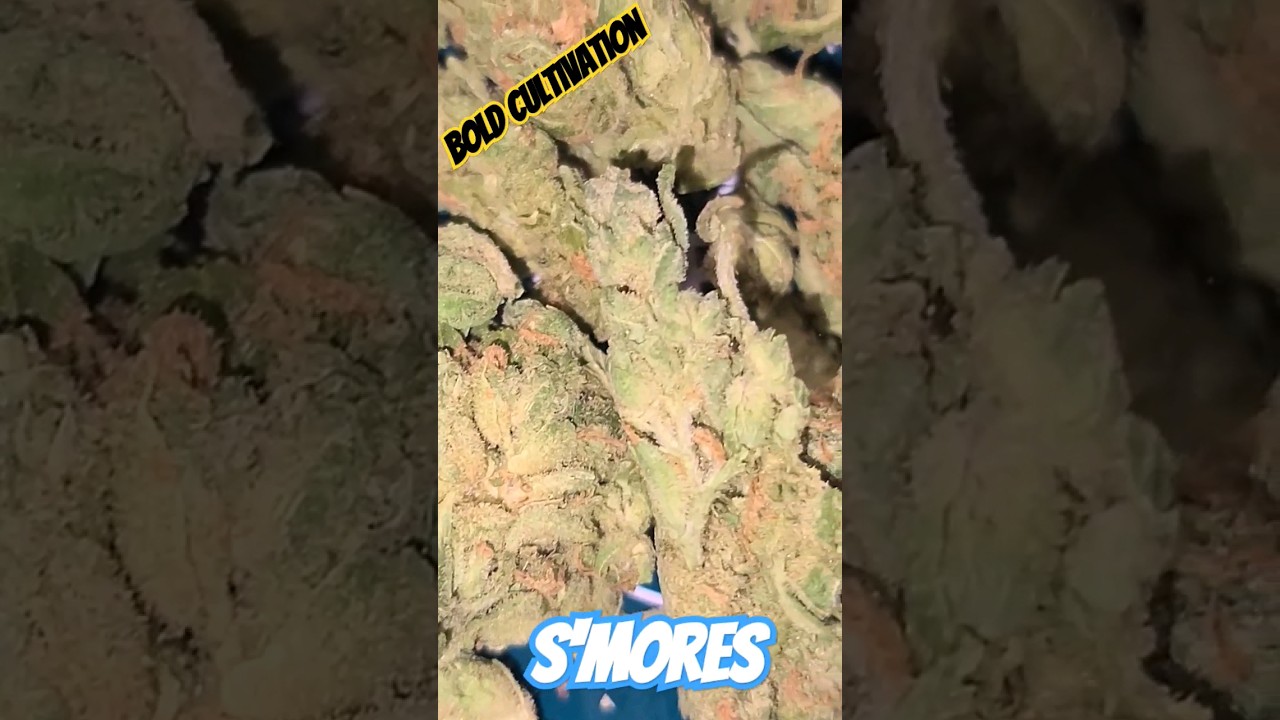 Bold Cultivation (S'mores) Delta West Memphis, Ar MMJ