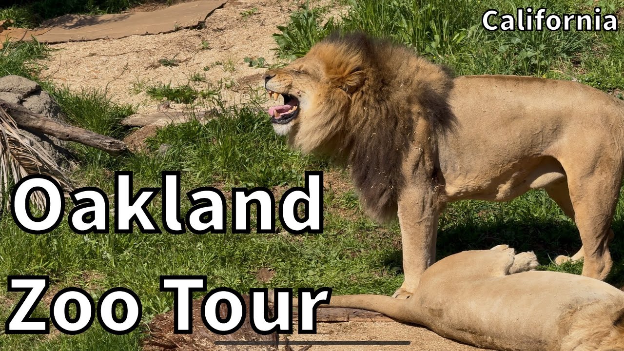 Tour of the Oakland Zoo - Oakland, California - USA