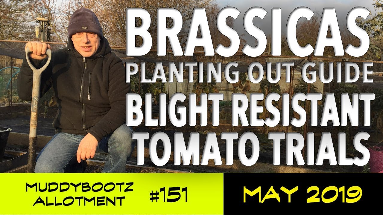 MuddyBootz Allotment #151 - Brassicas Planting Out Guide - Blight Resistant Tomatoes