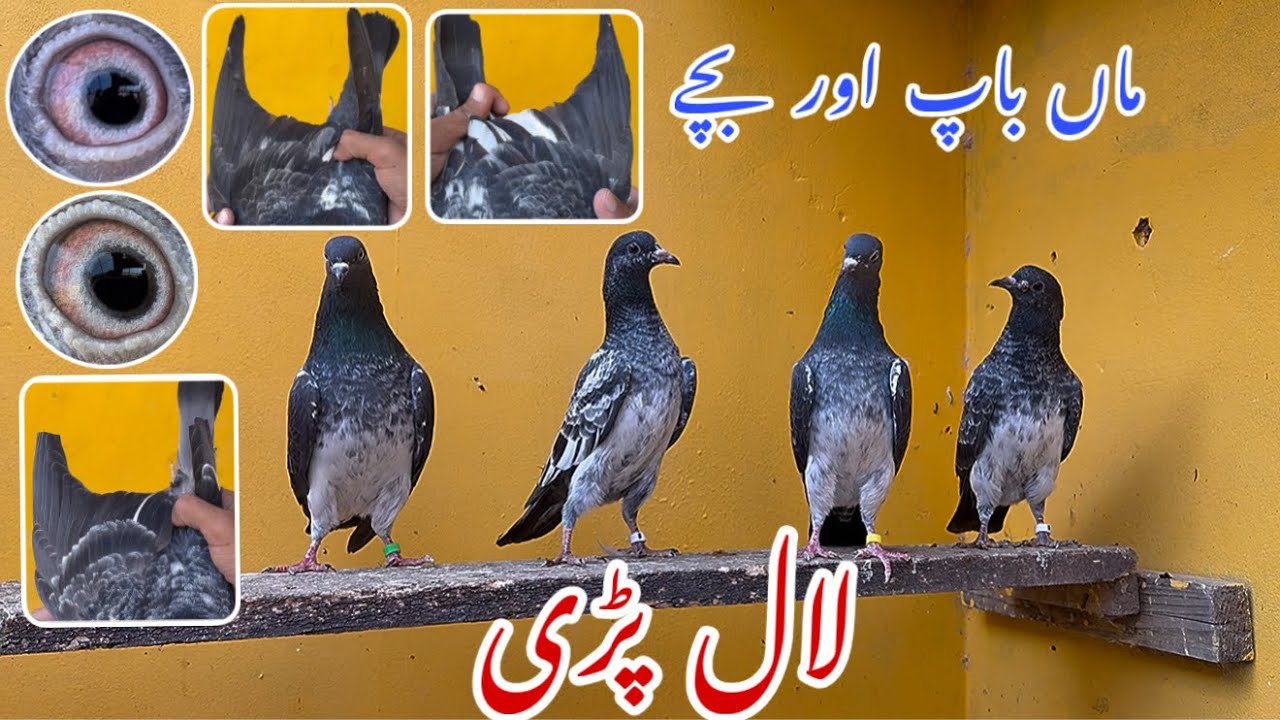 لال پڑی||نواب اور ملنگا||شاندار رزلٹ کے مالک 