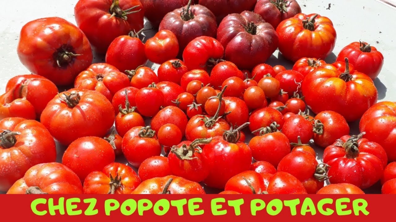 COMMENT RÉUSSIR SES TOMATES 🍅 MALGRÉ LE MAUVAIS TEMPS