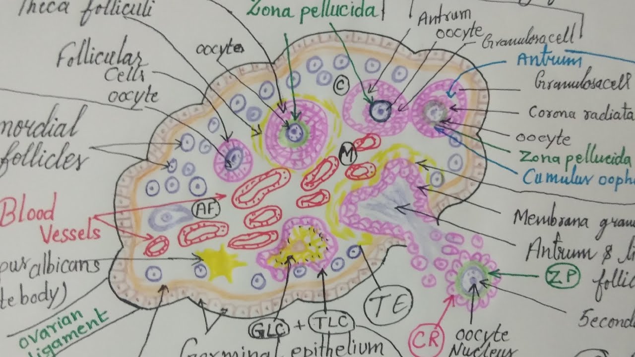 Histology of Ovary