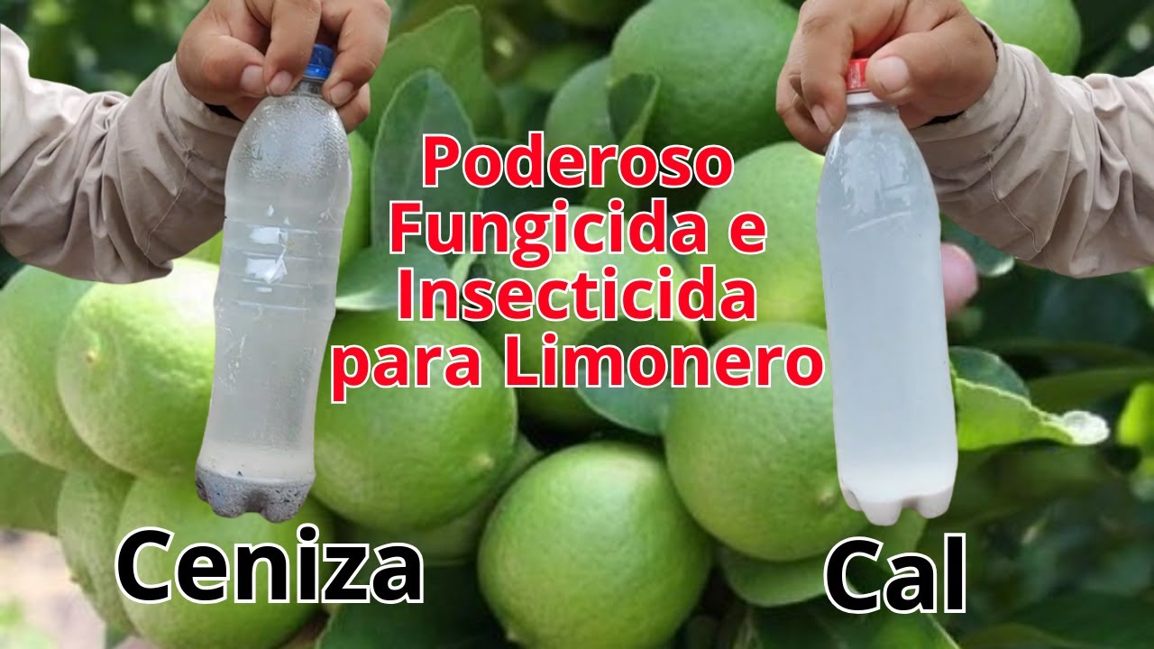 Lejía de ceniza + cal poderoso fungicida e Insecticida para limonero