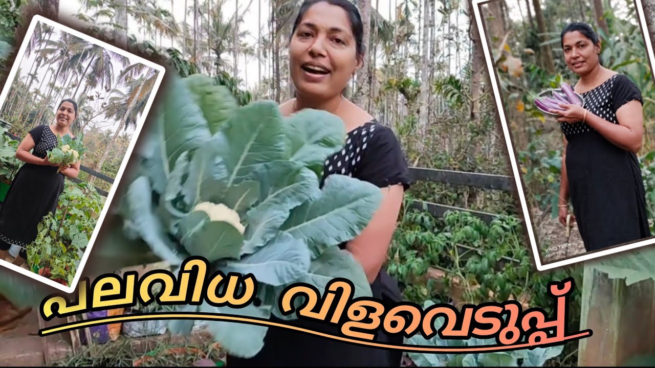 വിളവെടുപ്പ് എനിക്ക് ഏറ്റവും വലിയ സന്തോഷമാണ് നൽകുന്നത്😀 പുതിയ കൃഷിക്കാരി😎@jobiyajohn2919 