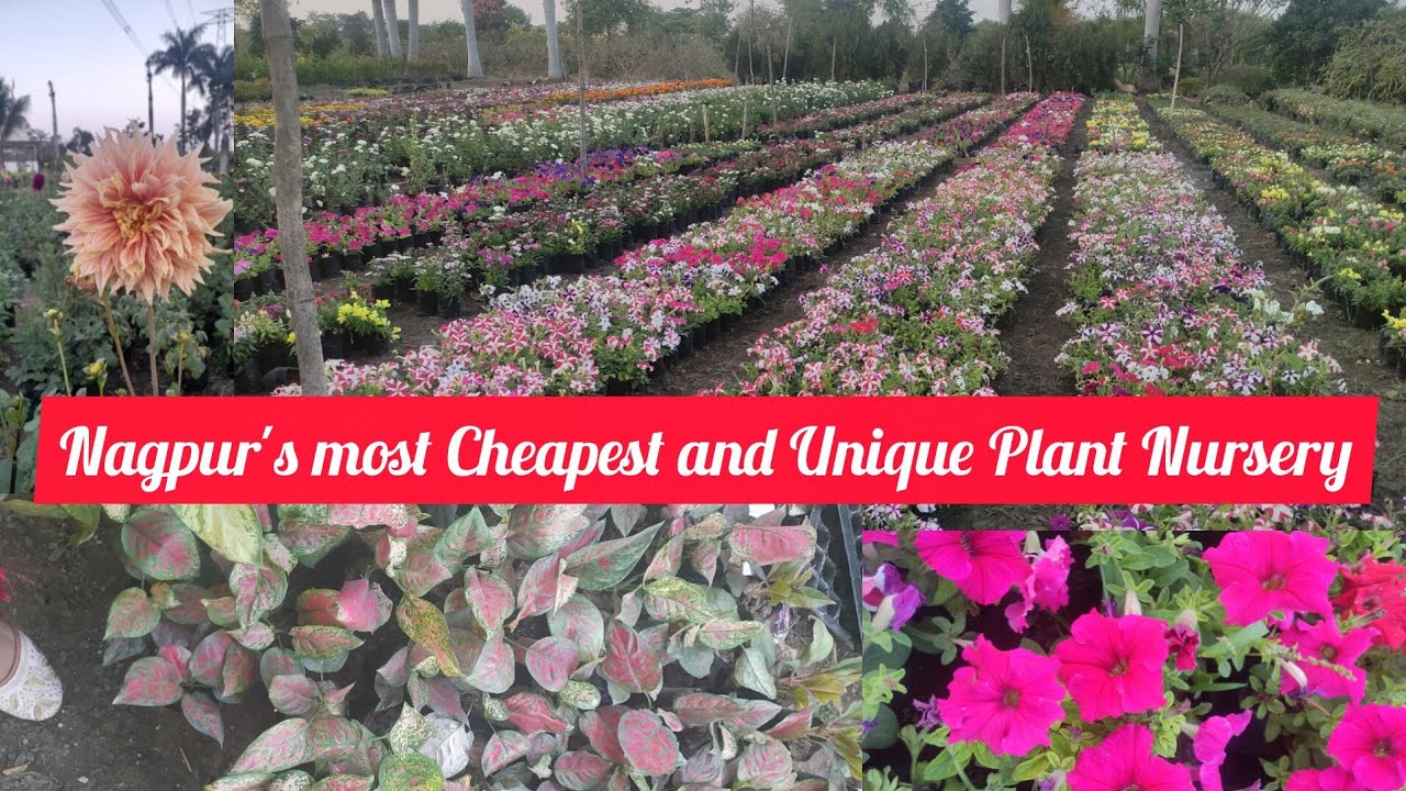 BIGGEST  NURSERY OF NAGPUR | NAGPUR KI SABSE BADHI NURSERY JAHA MILTE H SABSE SASTE AUR UNIQUE PLANT