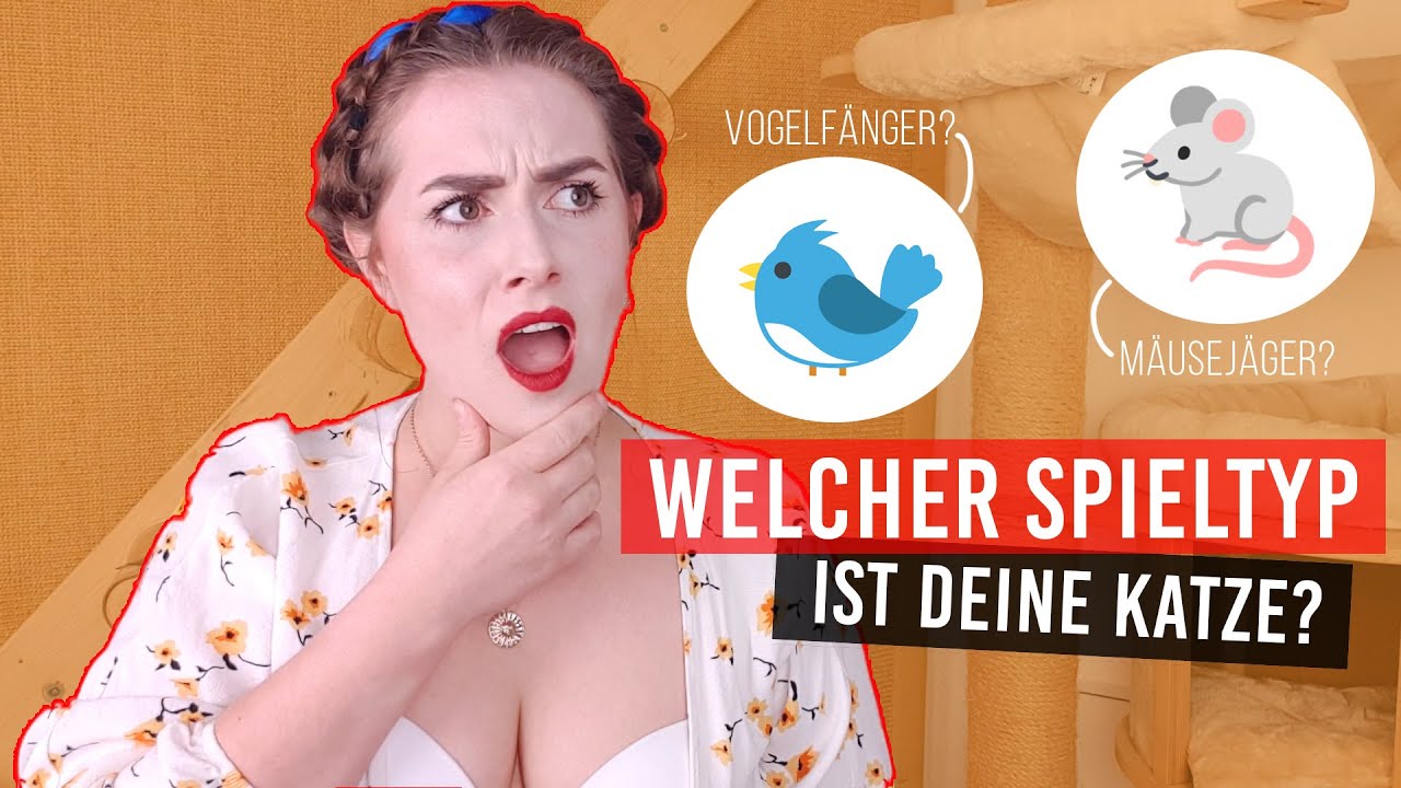 Richtig Spielen mit der Katze / Katzen Spielzeug Empfehlungen / Spielverhalten & Spieltypen /